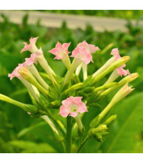 Tabák virginský - Nicotiana tabacum - semena tabáku - 150 ks